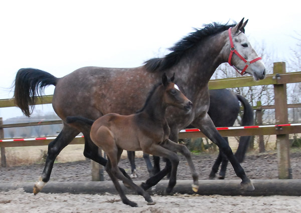 Trakehner Stutfohlen von Exclusiv u.d. Teatime v. Summertime - Foto: Ellen Hnoch - Trakehner Gestt Hmelschenburg