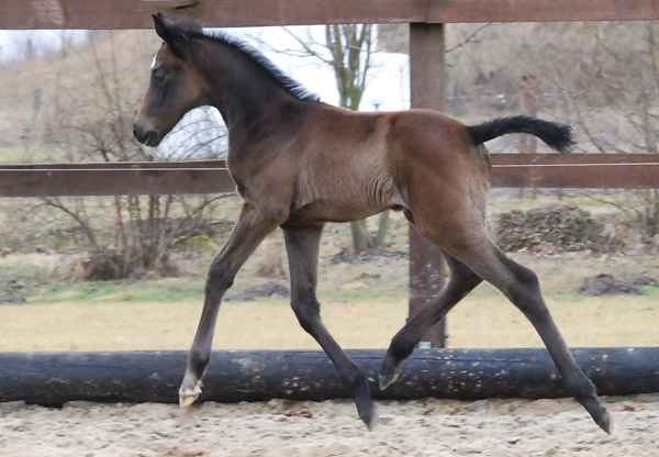 Trakehner Stutfohlen von Exclusiv u.d. Teatime v. Summertime - Foto: Ellen Hnoch - Trakehner Gestt Hmelschenburg