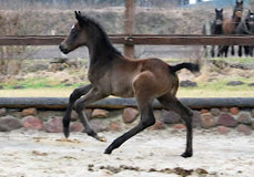 Trakehner Filly by Exclusiv out of Teatime by Summertime -  - Foto: Ellen Hnoch - Trakehner Gestt Hmelschenburg