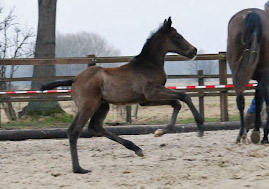 Trakehner Filly by Exclusiv out of Teatime by Summertime -  - Foto: Ellen Hnoch - Trakehner Gestt Hmelschenburg