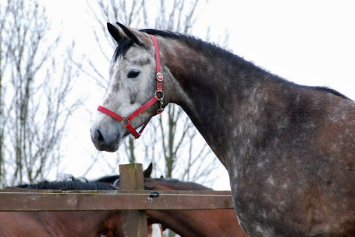 Teatime by Summertime - Foto: Ellen Hnoch - Trakehner Gestt Hmelschenburg