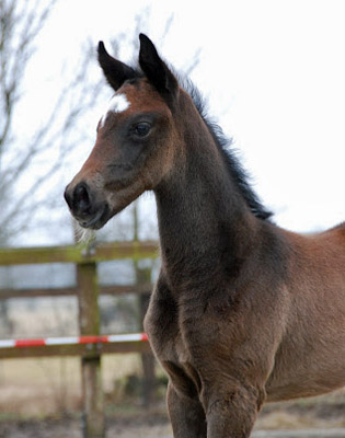 Trakehner Stutfohlen von Exclusiv u.d. Teatime v. Summertime - Foto: Ellen Hnoch - Trakehner Gestt Hmelschenburg