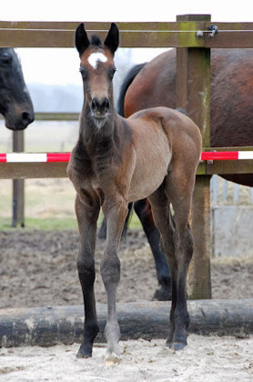 Trakehner Stutfohlen von Exclusiv u.d. Teatime v. Summertime - Foto: Ellen Hnoch - Trakehner Gestt Hmelschenburg