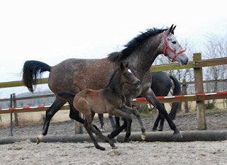 Trakehner Filly by Exclusiv out of Teatime by Summertime - Foto: Ellen Hnoch - Trakehner Gestt Hmelschenburg