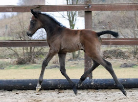 Trakehner Filly by Exclusiv out of Teatime by Summertime -  Foto: Ellen Hnoch - Trakehner Gestt Hmelschenburg