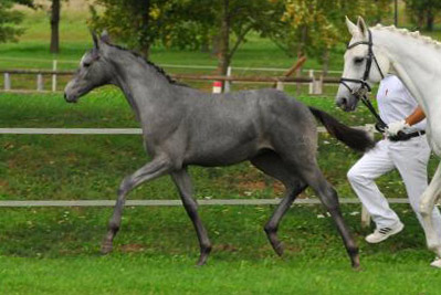 Trakehner Schimmel Hengst v. Hofrat - Karo As