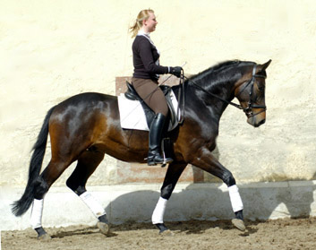 Eisknig von Summertime-Trocadero - Anfang Mai 2010 - Foto: Beate Langels,Trakehner Gestt Hmelschenburg