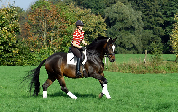 Trakehner Gestt Hmelschenburg - Foto: Beate Langels