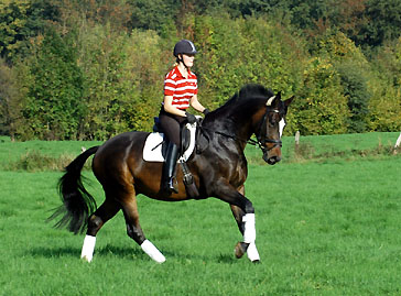 Trakehner Wallach Eisknig von Summertime u.d. Eisknigin v. Trocadero