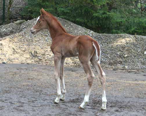 Stutfohlen von Kostolany u.d. Erina v. Caprimond - Falke