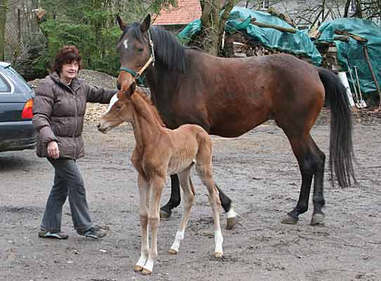 Stutfohlen von Kostolany u.d. Erina v. Caprimond - Falke