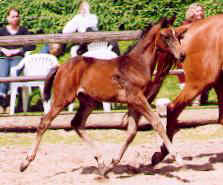 Filly by Summertime u.d. Peremis v. Mumpitz