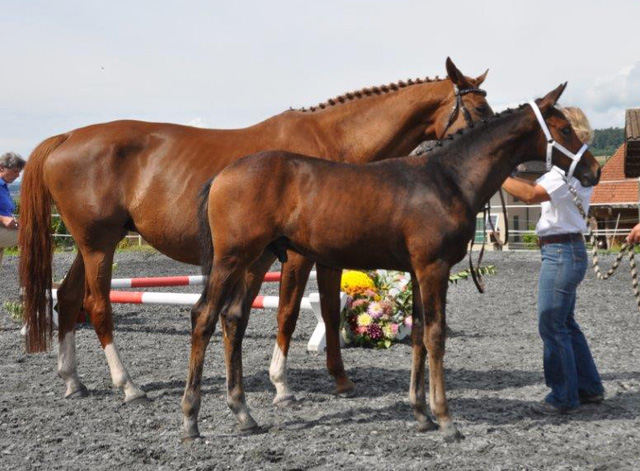 Hengstfohlen von Saint Cyr x Benz, Foto: Peter Schumpf