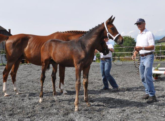 Hengstfohlen von Saint Cyr x Benz, Foto: Peter Schumpf
