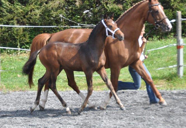 Hengstfohlen von Saint Cyr x Benz, Foto: Peter Schumpf