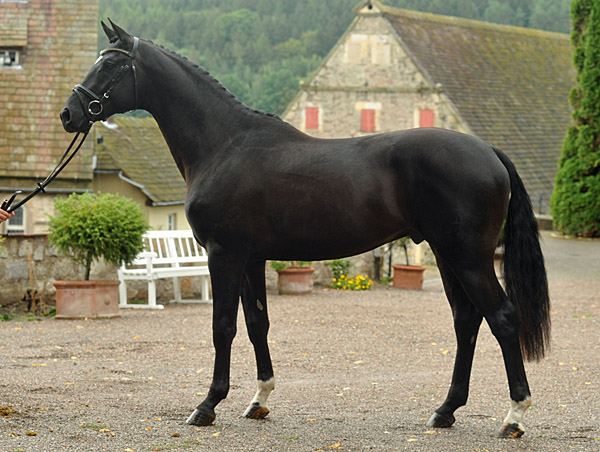 Zweijhriger Hengst von Alter Fritz x Kostolany im August 2011 - Foto: Beate Langels - Trakehner Gestt Hmelschenburg