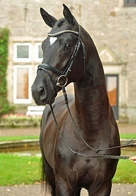 Zweijhriger Hengst von Alter Fritz x Kostolany im August 2011 - Foto: Beate Langels - Trakehner Gestt Hmelschenburg