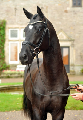Zweij�hriger Hengst von Alter Fritz x Kostolany im August 2011 - Foto: Beate Langels - Trakehner Gest�t H�melschenburg