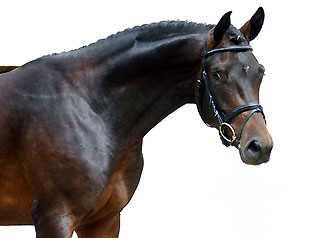 Trakehner  