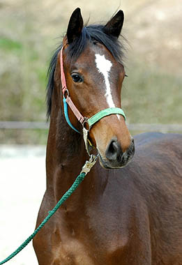 Trakehner Jhrling von Exclusiv - Summertime - Karon, Trakehner Gestt Hmelschenburg - Beate Langels