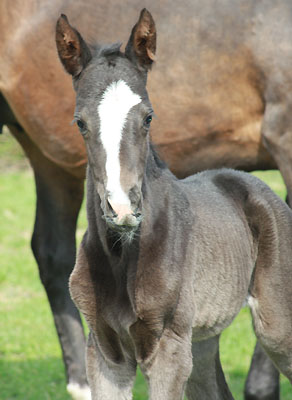 Trakehner Stutfohlen von Exclusiv u.d. Piroschka v. Kostolany - Impressionist, Zchterin: Jochen u. Wittmer-Eigenbrodt