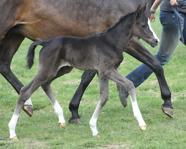 Trakehner Stutfohlen von Exclusiv u.d. Piroschka v. Kostolany - Impressionist, Zchterin: Jochen u. Wittmer-Eigenbrodt