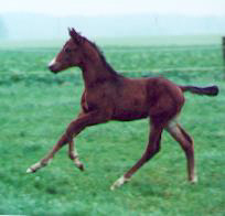 Colt by Exclusiv