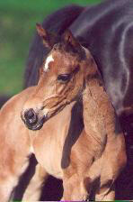 Filly by Exclusiv - Kostolany