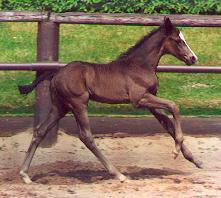 Filly by Exclusiv - Kostolany