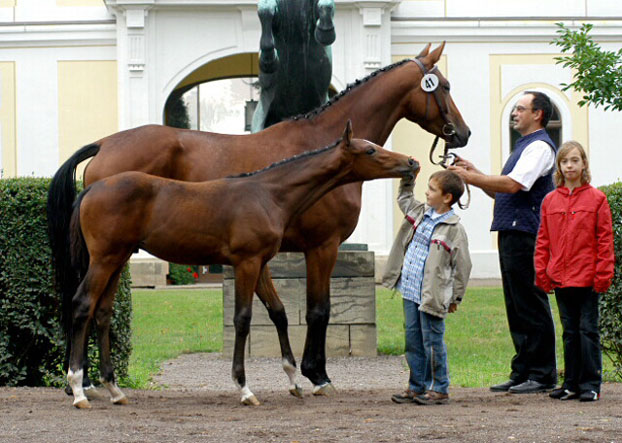 Trakehner Hengstfohlen von Exclusiv u.d. Tabea v. Summertime