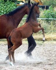 anläßlich der Trakehner Fohlenschau in Schplitz am 28.7.2006