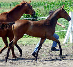 anläßlich der Trakehner Fohlenschau in Schplitz am 30.7.2005