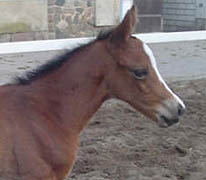 2 Tage alt: Hengstfohlen von Exclusiv - Polarpunkt, Foto: Teresa Leiteritz