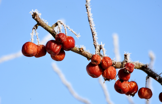Winter in Hämelschenburg - Januar 2016 -
Trakehner Gestüt Hämelschenburg