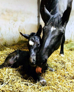 Trakehner Hengstfohlen von Saint Cyr x C'es Bon