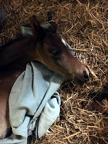 Trakehner Hengstfohlen von Touch my Heart u.d. Schwalbenfeder v. Summertime - Foto: Beate Langels