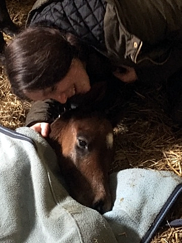 Trakehner Hengstfohlen von Touch my Heart u.d. Schwalbenfeder v. Summertime - Foto: Beate Langels