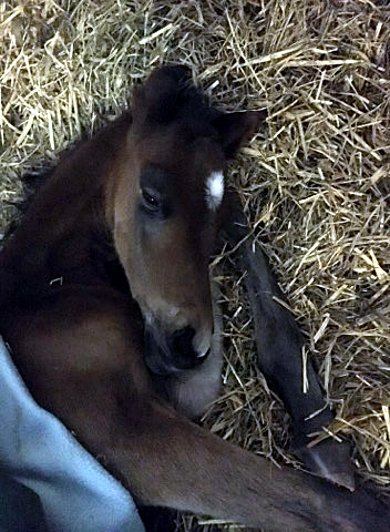 Trakehner Hengstfohlen von Touch my Heart u.d. Pr.,StPr.u.Elitestute Schwalbenfeder v. Summertime - Foto: Beate Langels