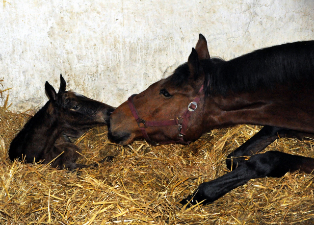 Gerade geboren: Trakehner Stutfohlen von Honor du Soir u.d. Karena v. Freudenfest - im Gestt Hmelschenburg - Foto Beate Langels