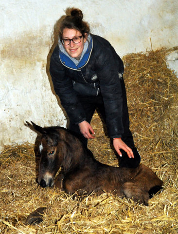 soeben geboren: Trakehner Stutfohlen von Honor du Soir u.d. Karena v. Freudenfest - im Gestt Hmelschenburg - Foto Beate Langels