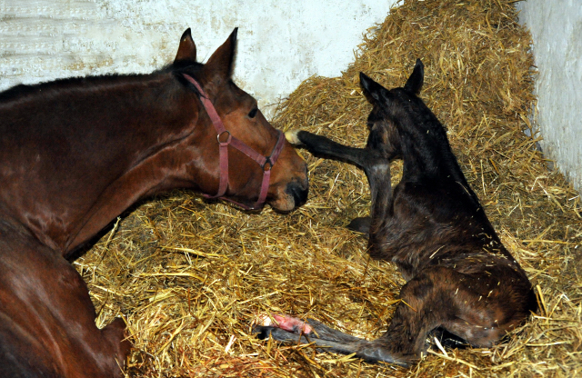 First pictures: Trakehner Filly by Honor du Soir out of Pr.a.StPrSt. Karena by Freudenfest - im Gestt Hmelschenburg - Foto Beate Langels