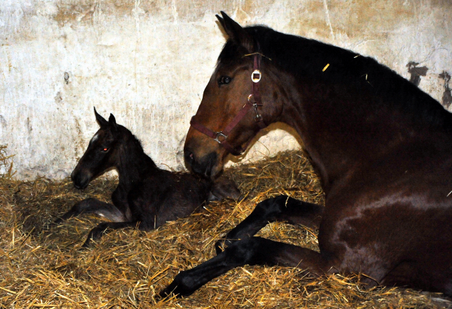 soeben geboren: Trakehner Stutfohlen von Honor u.d. Karena v. Freudenfest - im Gestt Hmelschenburg - Foto Beate Langels