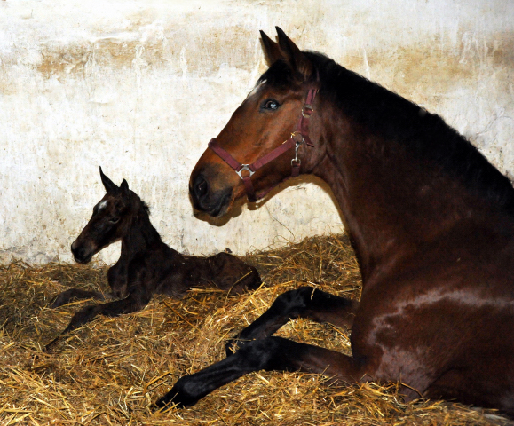 soeben geboren: Trakehner Stutfohlen von Honor  du Soir u.d. Karena v. Freudenfest - im Gestt Hmelschenburg - Foto Beate Langels