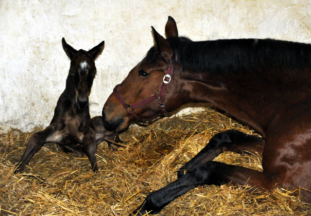 soeben geboren: Trakehner Stutfohlen von Honor du Soir u.d. Karena v. Freudenfest - im Gestt Hmelschenburg - Foto Beate Langels