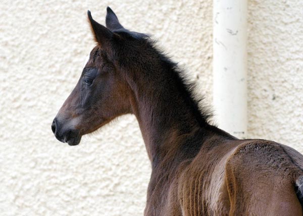 Oldenburger Colt by Freudenfest - Kostolany- Sandro