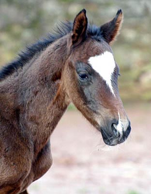 Oldenburger Colt by Freudenfest out of Beloved by Kostolany