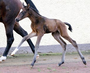 Colt by Freudenfest out of Beloved by Kostolany, Gestt Hmelschenburg