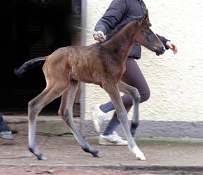 Oldenburger Colt by Freudenfest out of Beloved by Kostolany