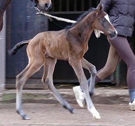 Oldenburger Colt by Freudenfest out of Beloved by Kostolany