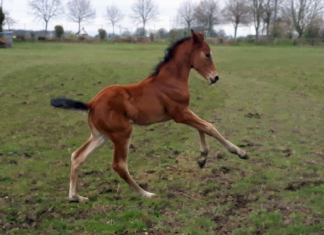 Stutfohlen von High Motion u.d. Puppenfee v. Pontifex x A Jungle Prince - Foto: U. Franke